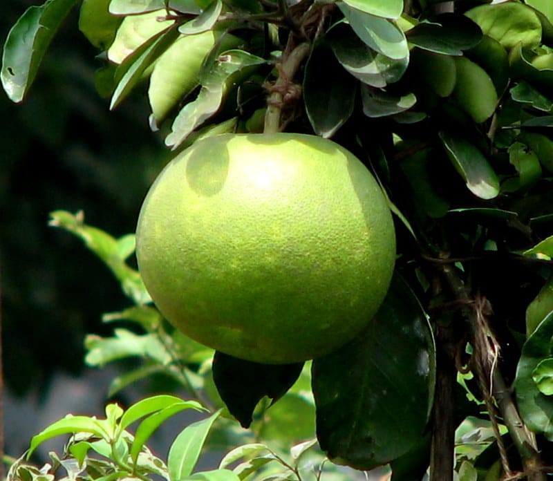 বাতাবি লেবু