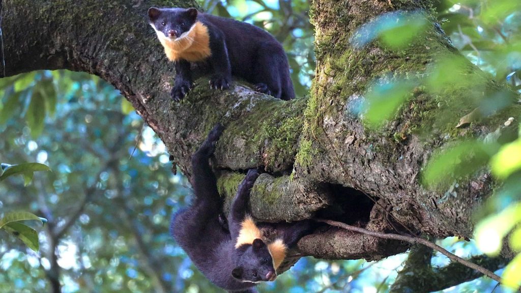 বাস্তুতন্ত্রের ধারক ‘কীস্টোন’ প্রজাতি