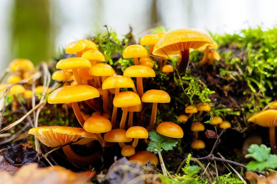 ছত্রাক গবেষণা এত উপেক্ষিত কেন?