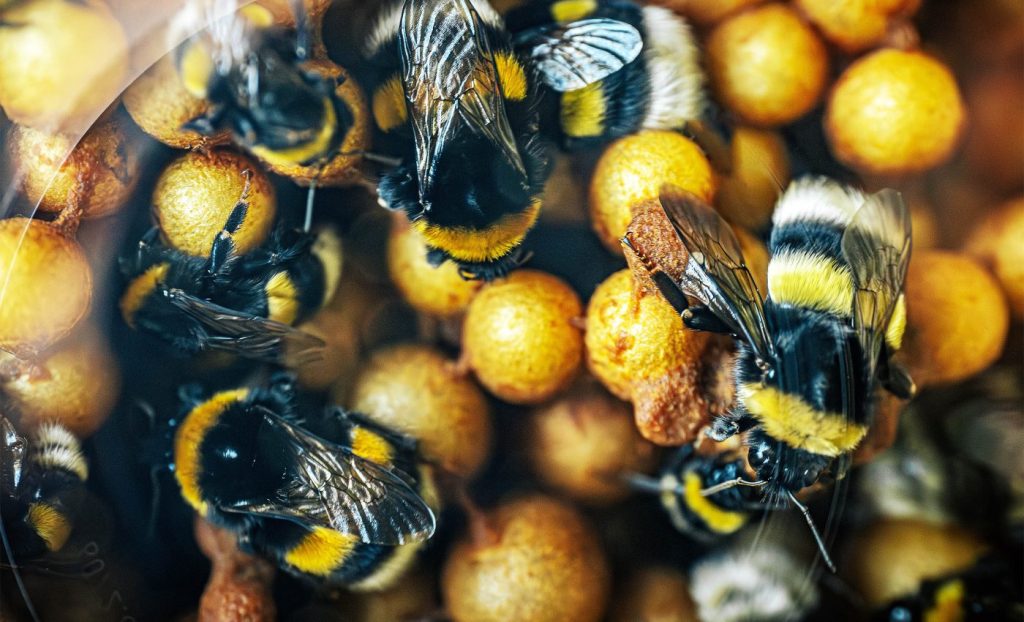 মৌমাছিদের সময়দক্ষতা 