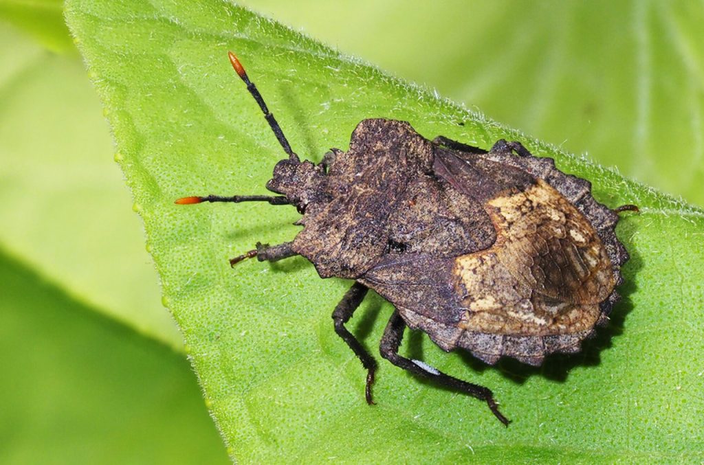 আঙুলছাপ শনাক্তের উন্নত প্রযুক্তি