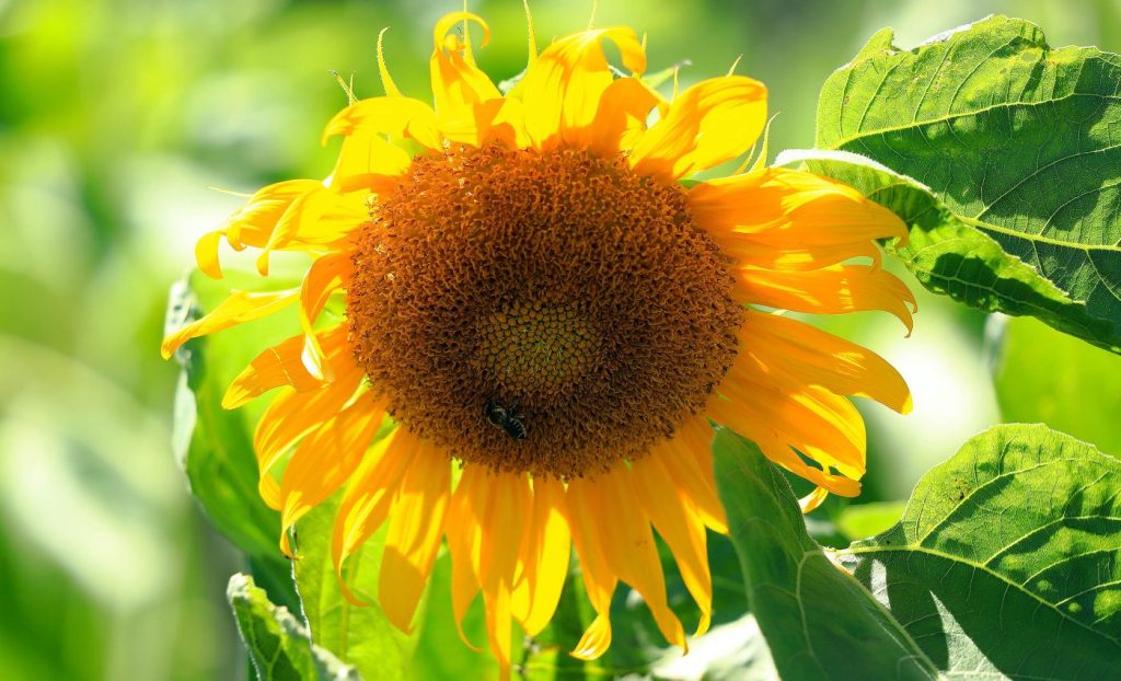 ইতিহাসের তপ্ততম বছর ২০২৪