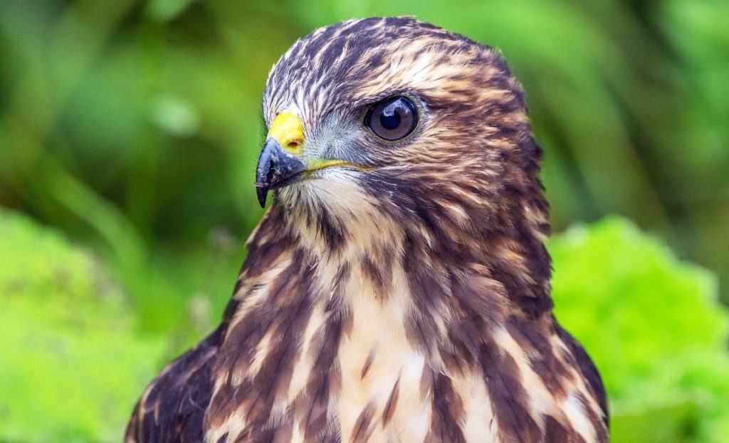 মধ্য আমেরিকার পঞ্চারণ্যে অভিবাসী পাখি