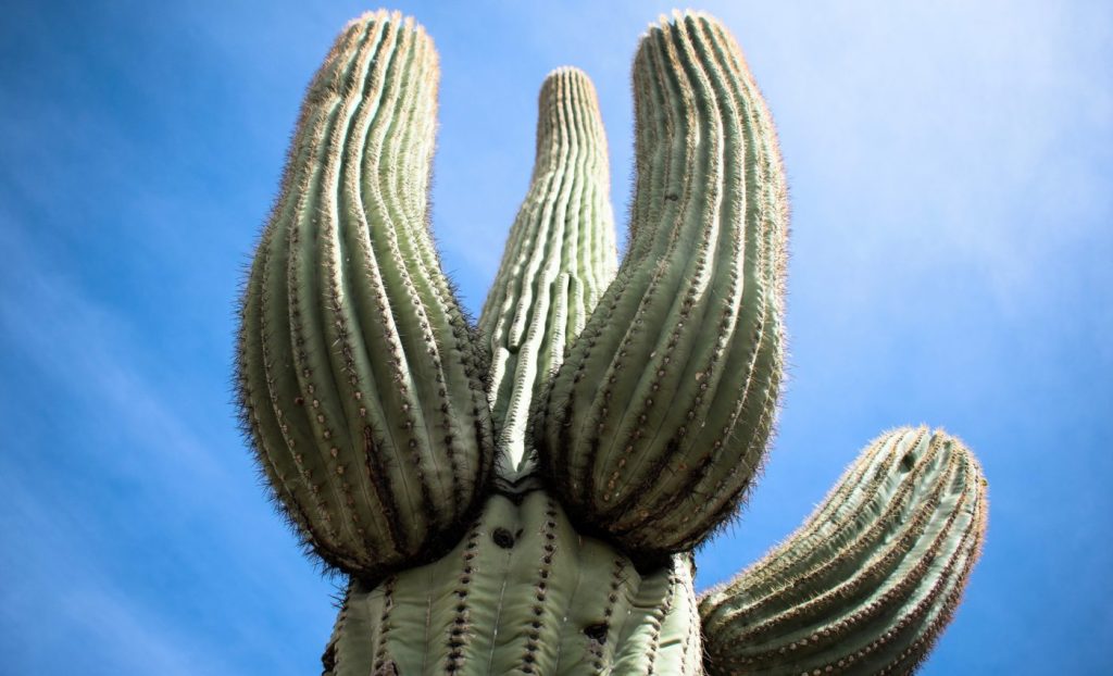 মরুভূমিতে ক্যাকটাসের সার্থক অভিযোজন