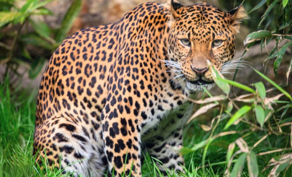 অসম্পূর্ণ বলেই সুন্দর