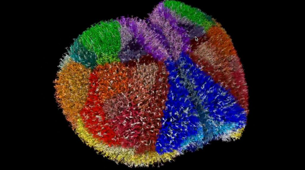 ইঁদুরের ডিজিটাল মস্তিষ্ক