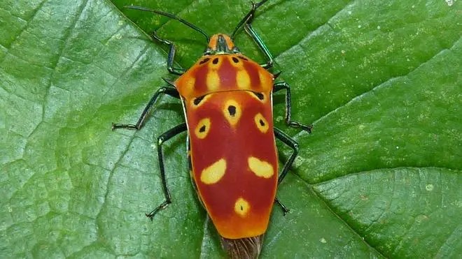 পতঙ্গবৈচিত্র্যের অবক্ষয়: সম্ভাব্য ষষ্ঠ মহাবিলুপ্তির অন্তর্নিহিত ইঙ্গিত