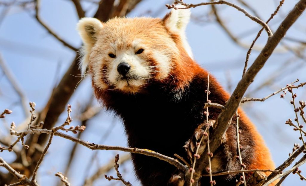 প্রজনন বিরতি ও দীর্ঘায়ু