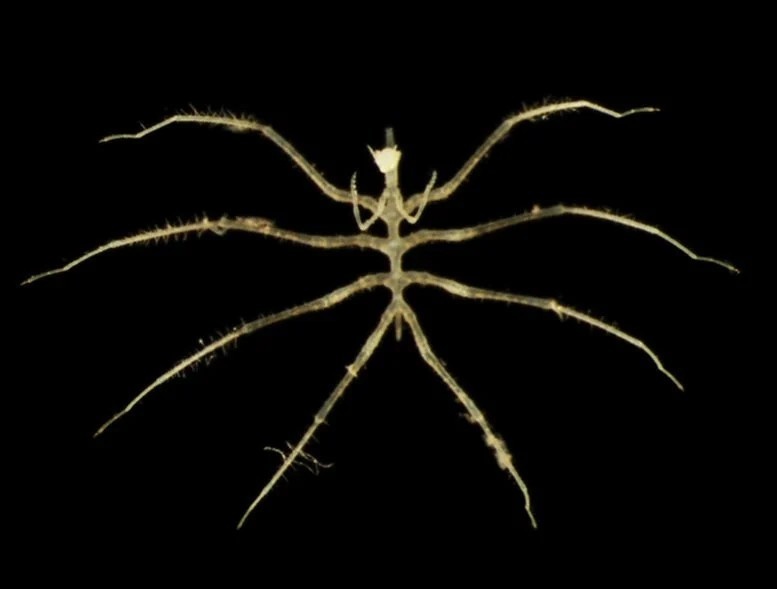 অতল সাগরে অজানা প্রাণ