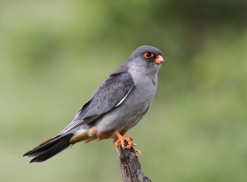 আমুর ফ্যালকন বাজপাখির সফল পরিযান  