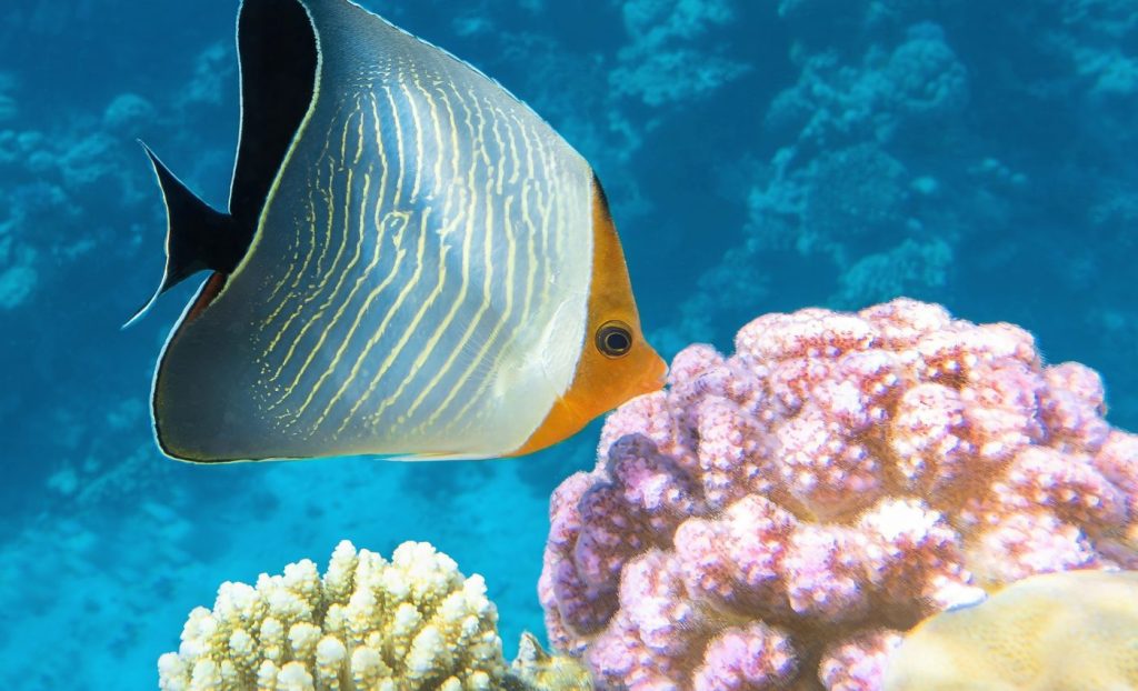 জীবনের অভিন্ন তাপ -বক্ররেখা 