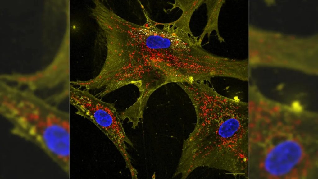 ন্যানোপুষ্প প্রযুক্তি ও কোষের নবযৌবন  