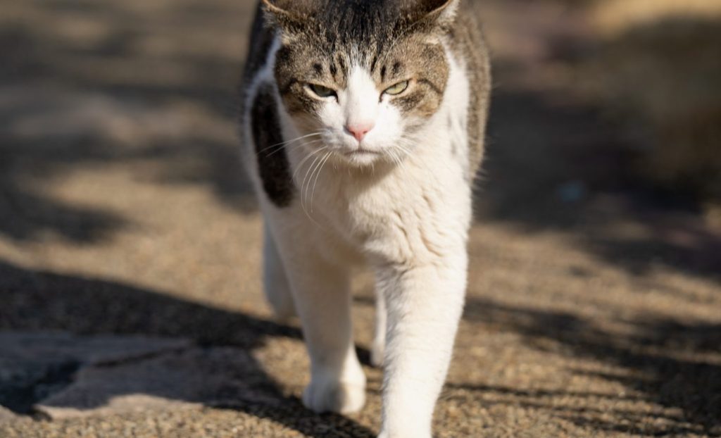 শহুরে বিড়ালের পোকামাকড় ভক্ষণ 