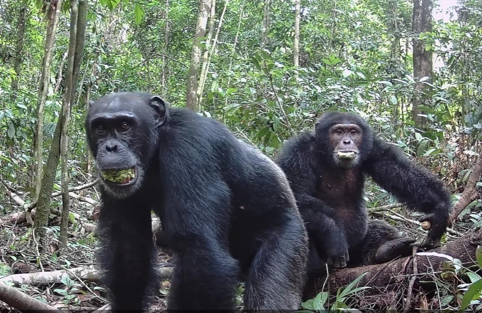 শিম্পাঞ্জির মদ্যপান 