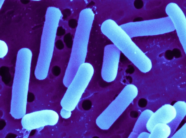 চক্ষু রক্ষী ব্যাকটেরিয়া দল