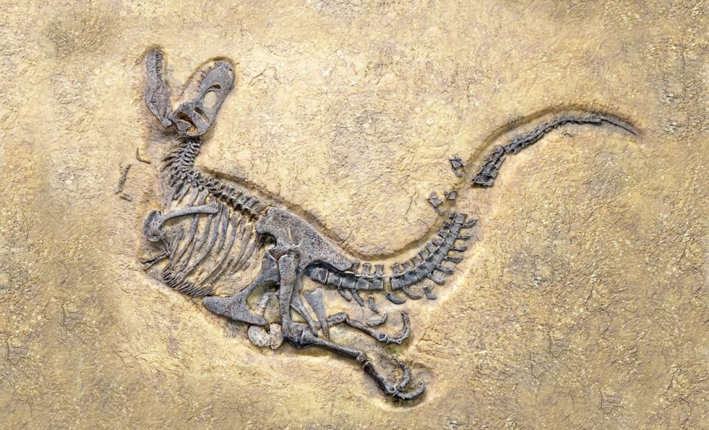 টি-রেক্সের ধীরে বেড়ে ওঠার রহস্য