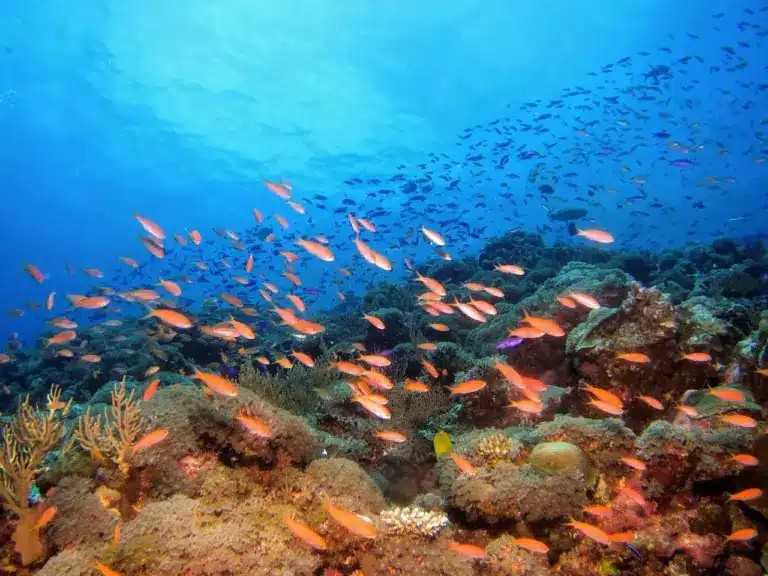 সাগরতলের গুপ্তধন: আশা ও আশঙ্কা 