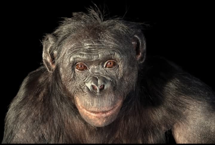 বোনোবোর কল্পনাশক্তি 