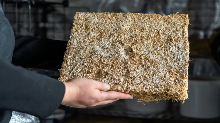 ছত্রাকের কেরামতিতে পরিত্যক্ত গদির নবরূপ