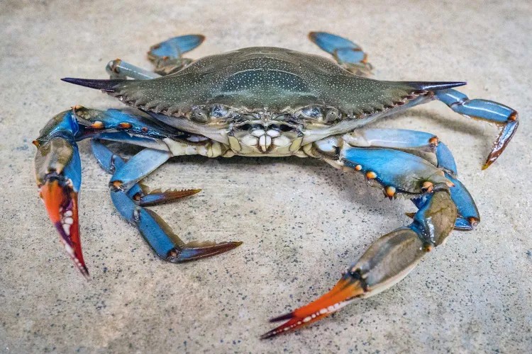 পরজীবী-প্রতিরোধী ঝিনুক  