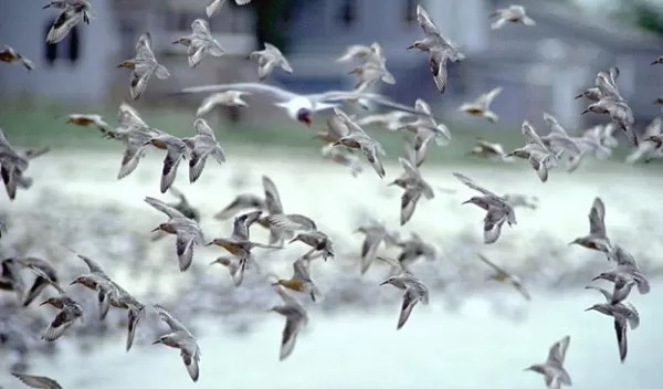 শব্দদূষণ ও পাখিদের যাপন