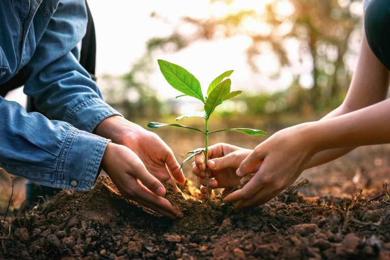 কৃষিজমিতে নির্বিচার বৃক্ষরোপণের কুপরিণাম
