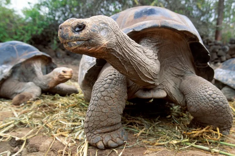 গ্যালাপাগোসে ফিরে এল দৈত্যাকার কচ্ছপ 