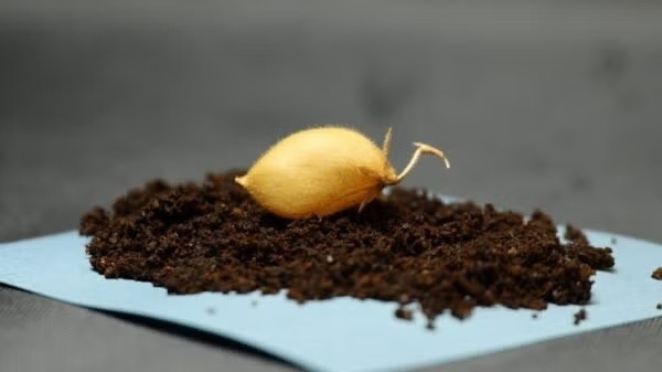 চাঁদের মাটিতে ছোলা চাষ? 