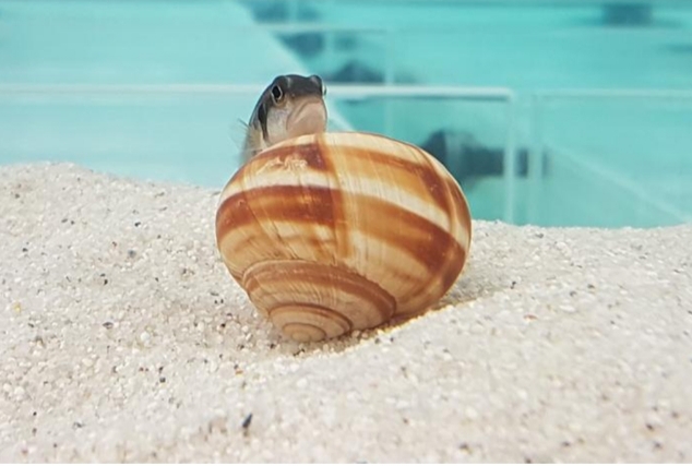 বাসা বানানোর দক্ষতা: সহজাত না অর্জিত? 