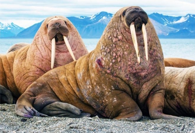 সিন্ধুঘোটকের সংকট পরিবেশের সংকট 