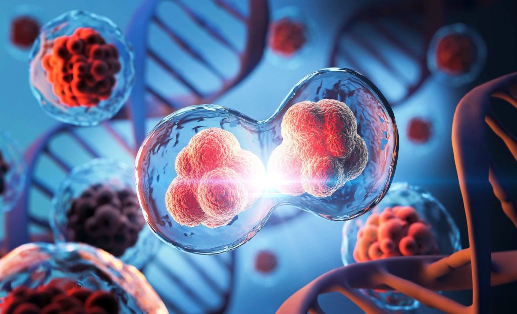 চিরস্থায়ী রাসায়নিক ও ভ্রূণবিকাশ