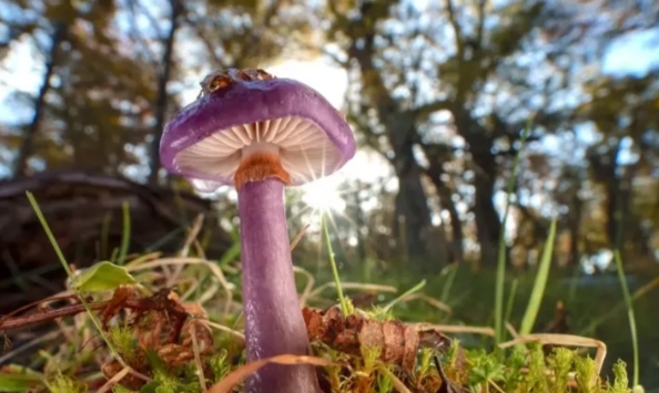 ছত্রাক সাম্রাজ্যের জাগরণ