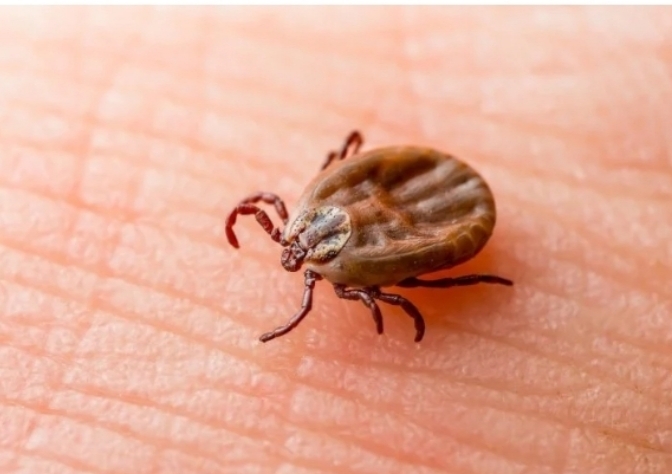 দীর্ঘমেয়াদি চিকিৎসায় রক্তচোষা এঁটুলি 