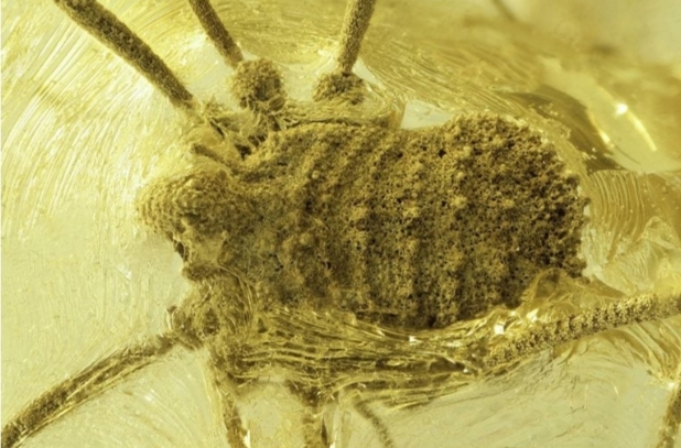 অ্যাম্বারে সংরক্ষিত বিরল মাকড়শা প্রজাতি 