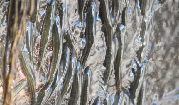 জলপ্রপাত ঠেলে মাছের ঊর্ধ্বারোহণ