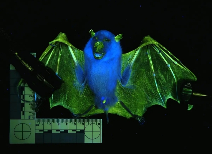 অদৃশ্য স্তন্যপায়ী 