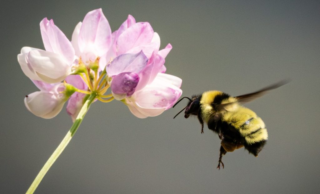 মশা-তাড়ানো রাসায়নিকে বিপদে ভোমরা