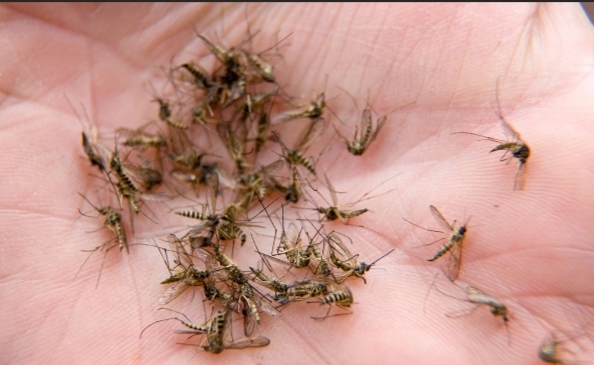 সুমেরুতে মশা – কীসের সংকেত? 