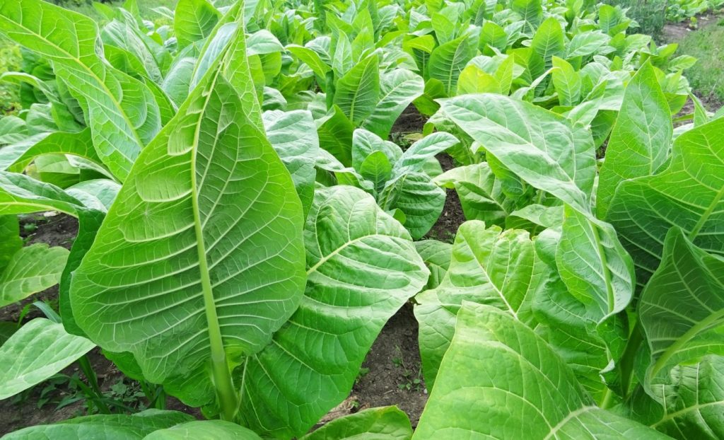 তামাক গাছের নিকোটিন রহস্য