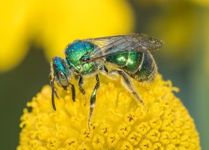 আর্দ্রতার রকমফেরে মৌমাছির রং বদল 