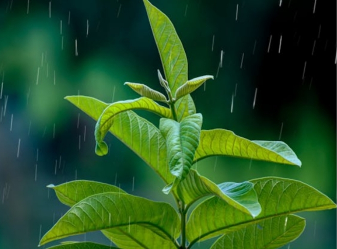 গাছেরা বৃষ্টি পড়ার ধ্বনি শুনতে পায়