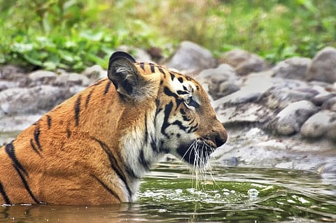 ব্যাঘ্র সংরক্ষণ: সাফল্য, সমস্যা, চ্যালেঞ্জ 