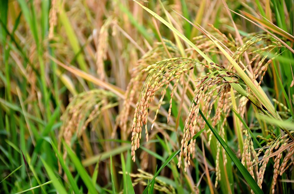 গরমে ধানের ফলন কতটা কমে? 