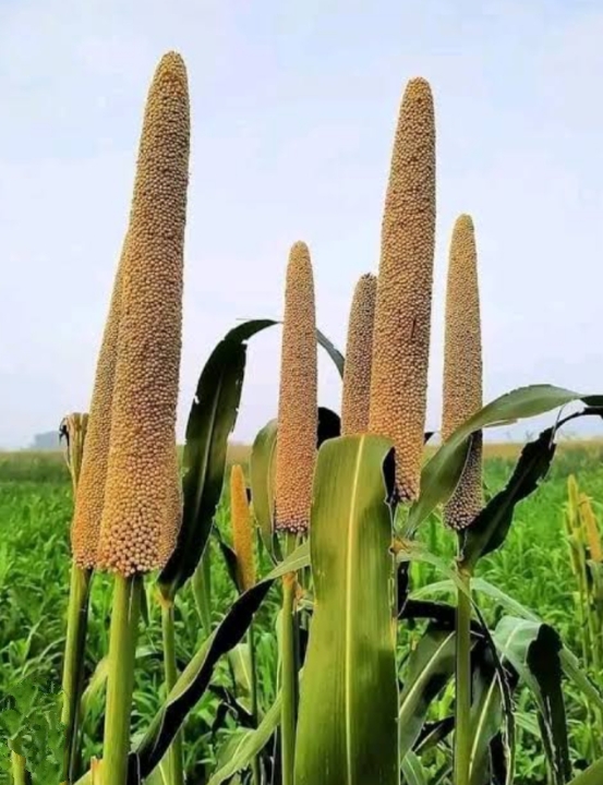 নাগাল্যান্ডে ফিরছে বাজরা চাষ 